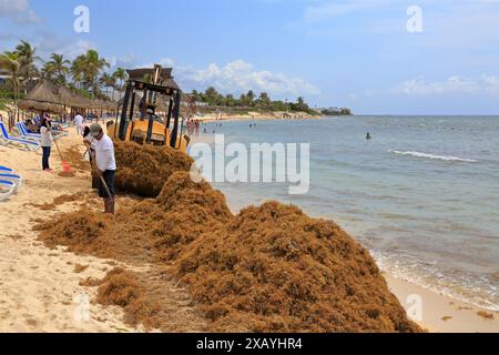 Die Einheimischen räumen Sarkassealgen vom Strand in Akumal, Quintana Roo, Yucatan Peninsular, Mexiko. Stockfoto