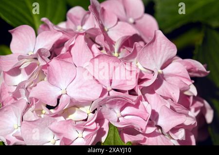 Eine Nahaufnahme einer rosafarbenen Hortensie-Infloreszenz. Sommer im Park - Blüte des hortensia Busches. Stockfoto