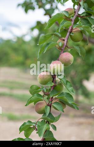 Unreife Aprikosenfrüchte auf dem Zweig. Stockfoto