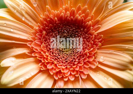 Orange Gerbera blüht Gänseblümchen mit Wassertropfen auf den Blütenblättern Stockfoto