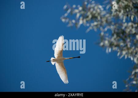 Eurasischer Löffelschnabel (Platalea leucorodia) im Flug, von unten gesehen. Nach rechts fliegen. Donana Nationalpark, Spanien Stockfoto