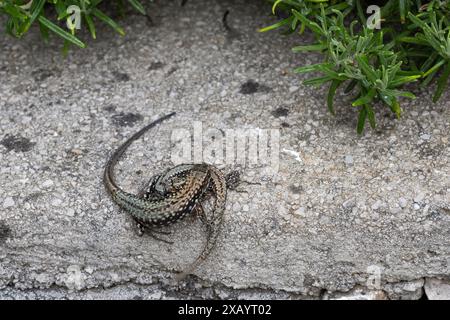 Nahaufnahme einer Wandeidechse, die sich paart Stockfoto