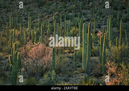 Saguaro Cacti und Ironwood Bäume stehen hoch in der Sonora Wüste in der Nähe von Phoenix, Arizona Stockfoto