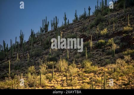 Superstition Mountain vom Peralta Regional Park in der Nähe von Phoenix, Arizona. Stockfoto