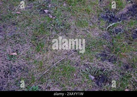 Junges grünes Gras bricht durch das trockene Gras Stockfoto