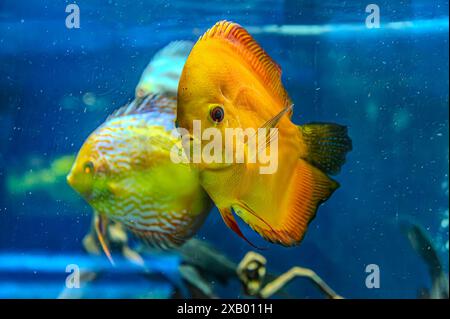 Diskusfische im Aquarium, tropische Fische. Symphysodon discus aus dem Amazonasfluss. Blauer Diamant, Schlangenhaut, rotes Türkis und mehr Stockfoto