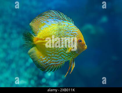 Diskusfische im Aquarium, tropische Fische. Symphysodon discus aus dem Amazonasfluss. Blauer Diamant, Schlangenhaut, rotes Türkis und mehr Stockfoto