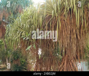 Veitchsche Schraubenspinne (Pandanus veitchii) in Kuba Stockfoto