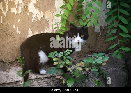 Lustiges Katzenfliegen. Foto einer verspielten Tabbykatze, die mitten in der Luft springt und in die Kamera schaut. Hintergrund mit Kopierraum Stockfoto