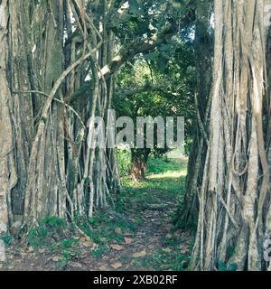 Banyan-Baum (Ficus benghalensis) in Havanna, Kuba Stockfoto