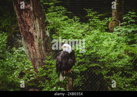 Ein herrlicher Weißkopfseeadler thront majestätisch in einem Alaska Vogelschutzgebiet. Perfekt für Dokumentationen über Wildtiere, Lehrvideos und Naturfotos Stockfoto