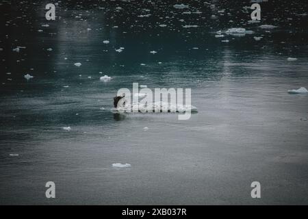 Dieses ruhige Bild fängt eine einsame Eisformation ein, die in den ruhigen Gewässern Alaskas schwimmt, und unterstreicht die unberührte und unberührte Schönheit der Arcti Stockfoto