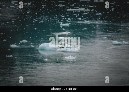 Dieses fesselnde Foto zeigt das schwimmende Eis in Alaskas unberührten Gewässern und zeigt die ruhige Schönheit und unberührte Natur der Arktis, ideal für Stockfoto