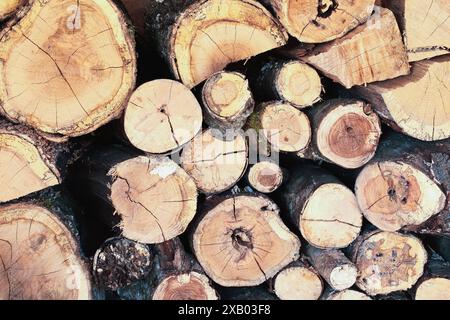 Stapel von Holzpfählen, die im Winter als Brennstoff verwendet werden. Hintergrund des geernteten Brennholzes. Stockfoto