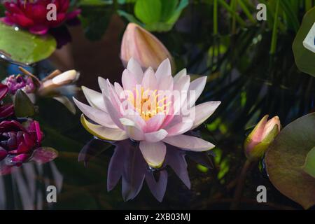 Eine wunderschöne rosafarbene Seerose in voller Blüte, umgeben von Lilienpads und anderen Knospen in einem ruhigen Teich, die die Ruhe der Natur widerspiegelt Stockfoto