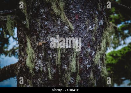 Eine detaillierte Nahaufnahme der mit Moos geschmückten Baumrinde Alaskas, die die komplizierten Strukturen und die natürliche Schönheit zeigt, perfekt für Projekte, die Natur benötigen. Stockfoto