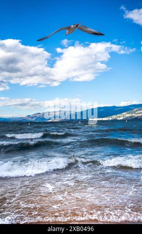 Sommerlandschaft einer Möwe, die an einem sonnigen Sommertag in Penticton BC Kanada über den See fliegt Stockfoto