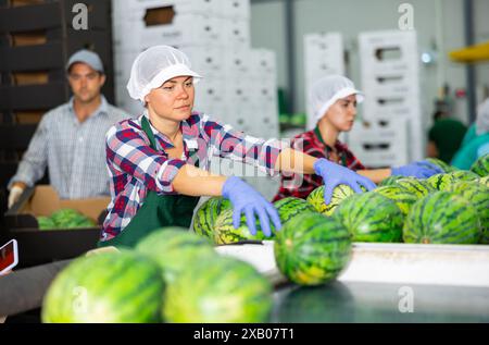 Frau, die an der Wassermelonen-Sortierlinie im Obstlager arbeitet Stockfoto