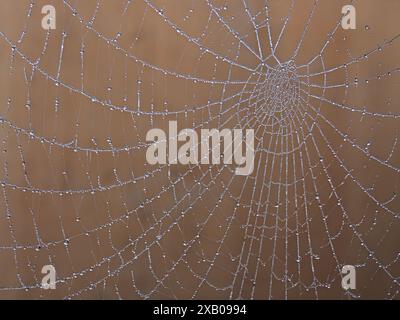 Tropfen aus Tau bilden glitzernde Fäden wie funkelnde Edelsteine auf den Seidensträngen des Spinnennetzes bei Sonnenaufgang in Cumbria, England, Großbritannien Stockfoto