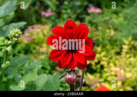 Schöne Blumen, die man in Londons Parkspollen findet Stockfoto