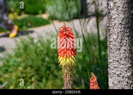 Schöne Blumen, die man in Londons Parkspollen findet Stockfoto