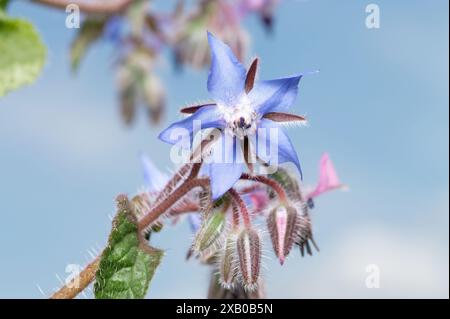 Borago officinalis sternförmige violette Blume eines Borrets Stockfoto