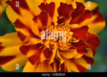 Nahaufnahme Einer Ringelblume mit roten und gelben Streifen Stockfoto