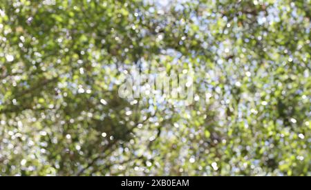 Unschärfe Weitwinkel abstrakter Natur Bokeh Hintergrund, natürliches grünes Bokeh Hintergrund eines großen Baumes im Garten. Stockfoto