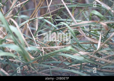 Das Gras im Hinterhof mit seinen gelben und grünen Blättern wehte sanft im Wind. Stockfoto