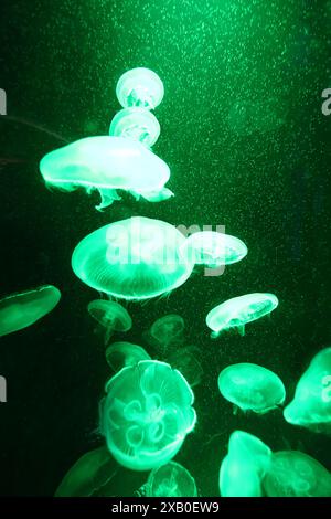 Grünlichtquallen schweben im Wasser mit Lichtern, die auf sie leuchten und einen Schein erzeugen. Stockfoto