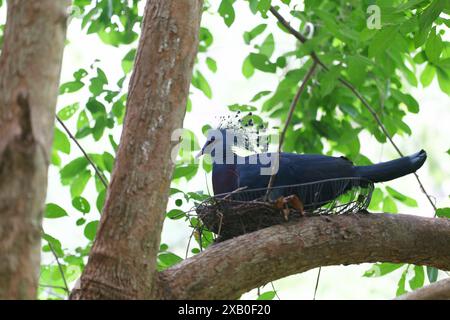 Victoria gekrönte Taube und der wissenschaftliche Name ist Columbidae, ein Vogel, der in einem Vogelnest auf einem Baum sitzt. Stockfoto