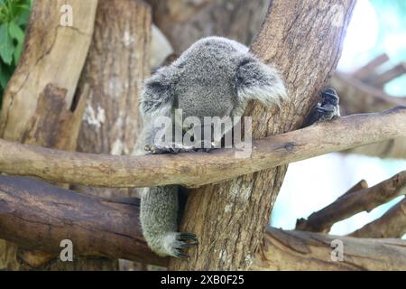 Koala-Bär schläft auf dem Baum und Koalas schlafen ca. 16 bis 24 Stunden pro Tag. Stockfoto