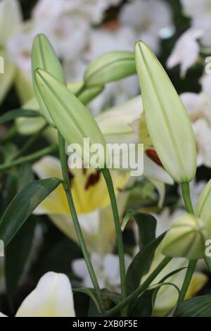 Weiße Lilien Mischgelb blüht noch nicht im Garten, Blumenfotografie für Design in Ihrer Arbeit und Veranstaltung. Stockfoto