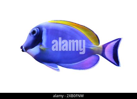 Acanthurus leucosternon Fische isoliert auf weißem Hintergrund und haben Schnittpfade. Stockfoto