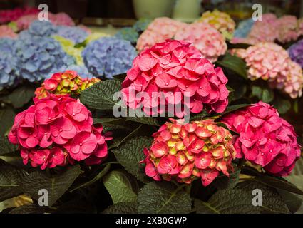 Leuchtende mehrfarbige Hortensie (Hortensie macrophylla) Blumen in Bloom, Hamilton, Ontario Stockfoto