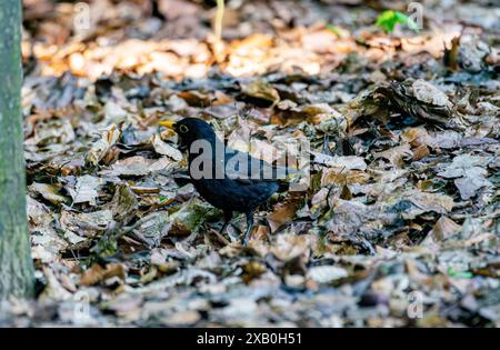 Schwarzvogel Auf Der Suche Nach Herbstlaub Stockfoto