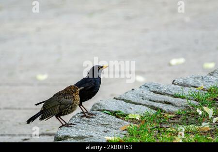 Eurasischer Schwarzvogel und Küken auf Steinmauer Stockfoto