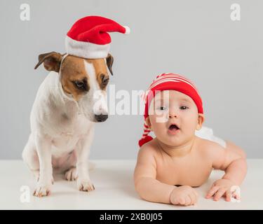 Süßer kleiner Junge und Jack Russell Terrierhund in santa-Hüten auf weißem Hintergrund. Stockfoto