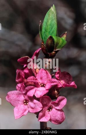 Mezereon (Daphne mezereum), Thymelaeaceae. Kleiner Laubstrauch, spontane, giftige Bergpflanze, lila Blüte. Stockfoto