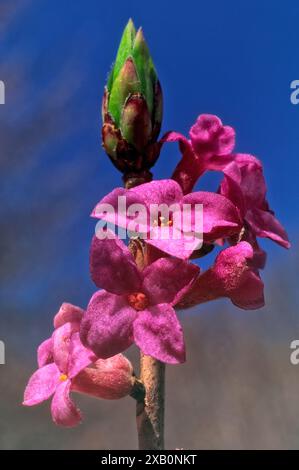 Mezereon (Daphne mezereum), Thymelaeaceae. Kleiner Laubstrauch, spontane, giftige Bergpflanze, lila Blüte. Stockfoto