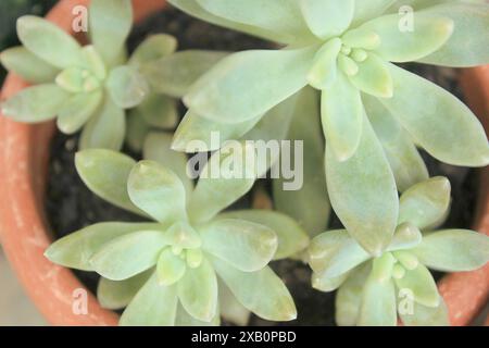 Sukkulente Pflanze x Graptosedum Francesco Baldi, bekannt als Steinrose, in einem Topf gewachsen. Familie der Crassulaceae, Unterfamilie der Sedoideae und Gattung Graptosedum. Stockfoto