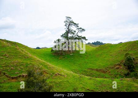 Schafweide in der Region Taranaki - Neuseeland Stockfoto