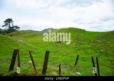 Schafweide in der Region Taranaki - Neuseeland Stockfoto