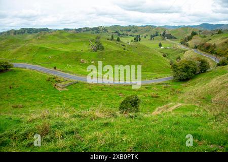 Schafweide in der Region Taranaki - Neuseeland Stockfoto