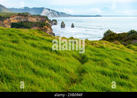 Schafweide in der Region Taranaki - Neuseeland Stockfoto