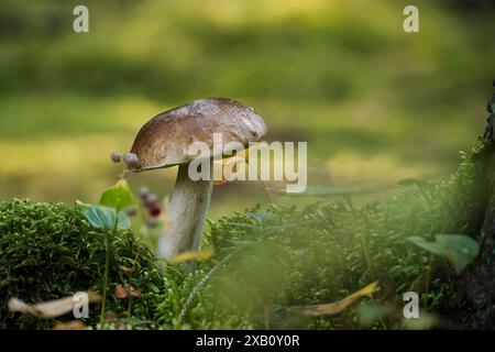 Boletus edulis, Cep oder Penny Brötchen Pilz wächst in den Wäldern umgeben von Moos, genießbar und kann auch als medizinische Pilze verwendet werden Stockfoto
