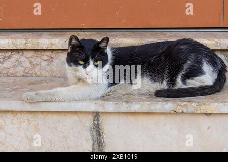 Schwarz-weiße Katze auf Marmorstufen auf Kreta. Stockfoto