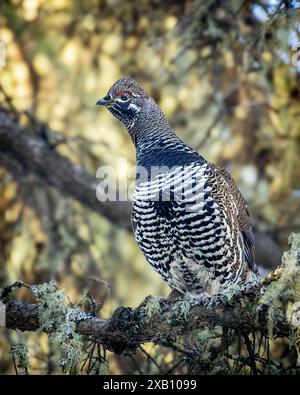 Ein Spruce Grouse, auch bekannt als Canada Grouse, thront im Borealen Wald des Prince Albert National Park in Nord-Saskatchewan, Kanada. Stockfoto