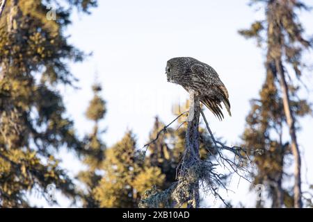 Eine große graue Eule (Strix nebulosa) auf der Jagd im Borealen Wald von Nord-Saskatchewan, Kanada. Stockfoto