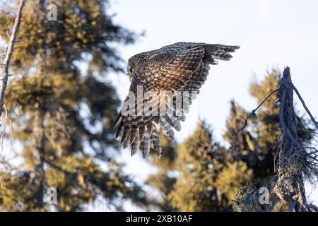 Eine große graue Eule (Strix nebulosa) auf der Jagd im Borealen Wald von Nord-Saskatchewan, Kanada. Stockfoto